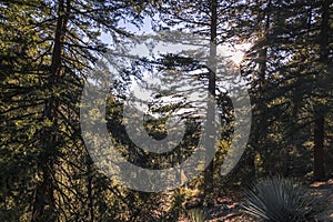 Evergreen coniferous trees in the mountains at Mount Baldy, California