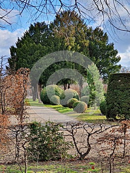 Evergreen conifers and ornamental shrubs in the park photo