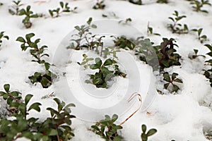 Evergreen cranberry plants inbetween cold winter snow