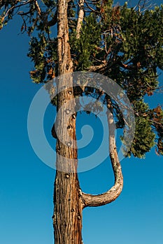 Evergreen curved tree against a blue sky