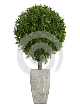 Evergreen cypress topiary tree