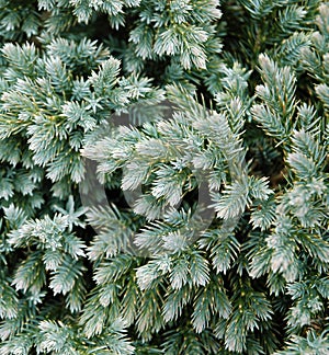 Evergreen Details