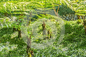 Evergreen fern forest in between the trekking trail. Peaceful rainforest with dense green fern trees background