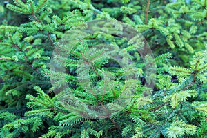 Evergreen fir branches with new grown ramification background