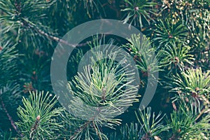 Evergreen fir tree branches background