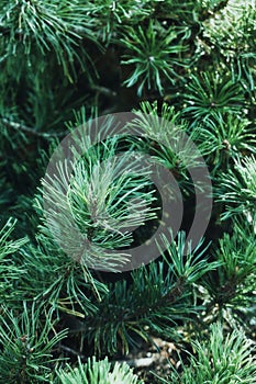 Evergreen fir tree branches background