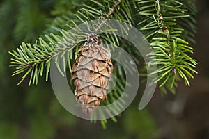 Evergreen Fir Tree Cone