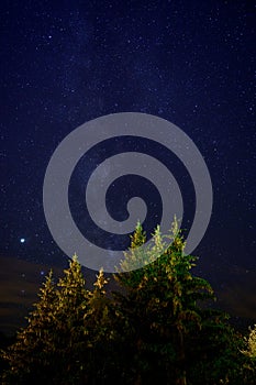 Evergreen fir tree with cones, peaks of French Alps mountains and starry sky at night on background