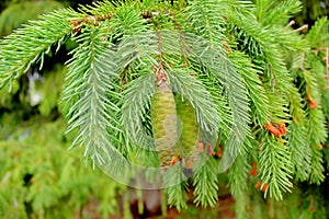 Evergreen fir tree with new young sprouts with needles and cones.