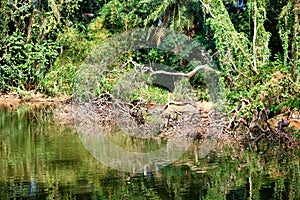 Evergreen flora around lake, trees and plants diversity in Trivandrum, Thiruvananthapuram Zoo Kerala India