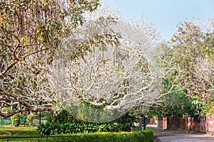 Evergreen flora, trees and plants diversity in Trivandrum, Thiruvananthapuram Zoo Kerala India