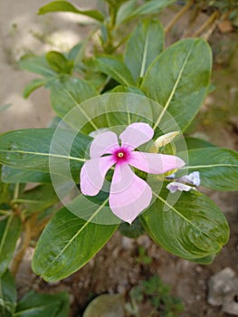 An evergreen flower