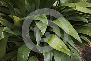 Aspidistra elatior foliage