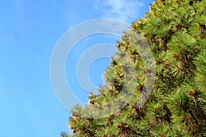 Evergreen foliage of a pine tree with uncountable cones against sunny blue sky