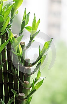 Evergreen foliage plant - Lucky Bamboo.. photo