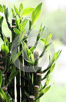 Evergreen foliage plant - Lucky Bamboo.. photo