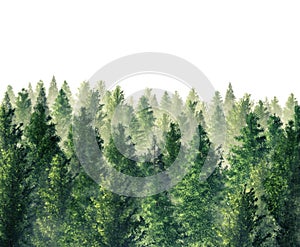 Evergreen Forest