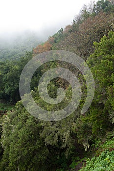 Evergreen forest in Barlovento. photo