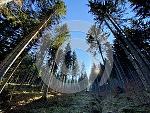 Evergreen forest or coniferous trees on the slopes of hills in the Alptal alpine valley, Einsiedeln - Canton of Schwyz