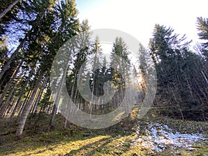 Evergreen forest or coniferous trees on the slopes of hills in the Alptal alpine valley, Einsiedeln - Canton of Schwyz