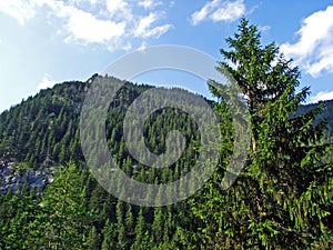 Evergreen forest or coniferous trees on the slopes of the Liechtenstein Alps mountain range and in the Saminatal alpine valley