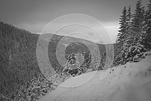 Evergreen forest on the hills, Tatra Mountains