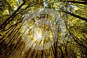 Evergreen forest on La Gomera island