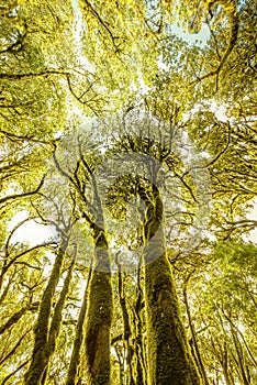 Evergreen forest on La Gomera island