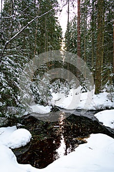 Evergreen forest after a major snowfall. Winter fairytale. Small water pond in the forest. Trees covered in snow