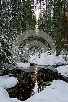 Evergreen forest after a major snowfall. Winter fairytale. Small water pond in the forest. Trees covered in snow