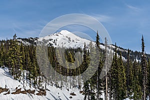 Evergreen forest at mountain peak under snow spring time