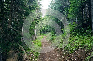 Evergreen Forest Path