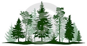 Evergreen forest pine, tree isolated. Park, alley Christmas tree. Vector illustration.