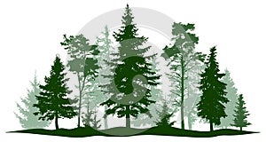 Evergreen forest pine, tree isolated. Park, alley Christmas tree. Vector illustration. photo