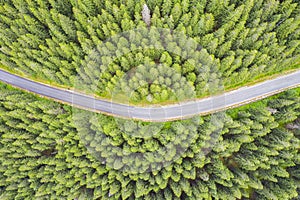 Evergreen forest road from above