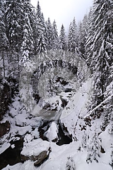 Evergreen forest and some rocks in winter all covered with snow