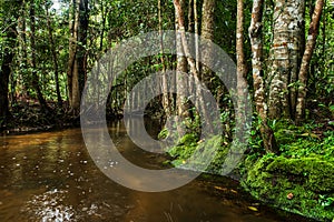 Evergreen forest and stream flowing slowly