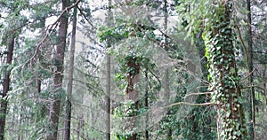 Evergreen Forest Tilt