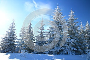 Evergreen forest in winter