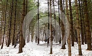 Evergreen Forest In The Winter