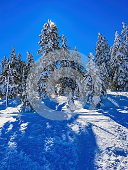 Evergreen forest in winter with branches covered in snow