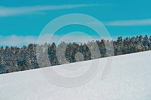 Evergreen forest in winter with branches covered in snow