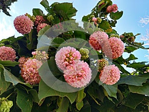 Pink snowball tree, also called Dombeya cayeuxii. In Isla Cristina province of Huelva, Spain photo