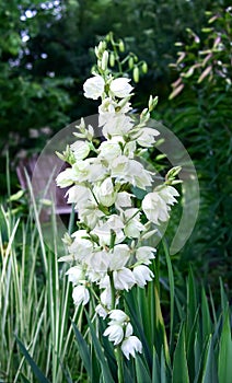 Evergreen Garden Yucca Yucca filamentosa, white delicate flower close-up. Garden, park decoration, landscaping. Agavoideae,