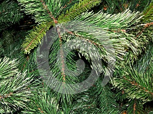 Evergreen green Christmas tree photo background texture.