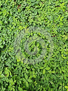 evergreen ground cover,  legum green plant