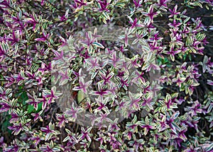 Evergreen hebe hybride Purple Shamrock with colorful leaves