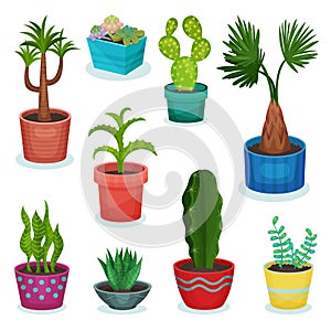 Evergreen house plants in flower pot set, element for decoration home interior vector Illustrations on a white backgroun