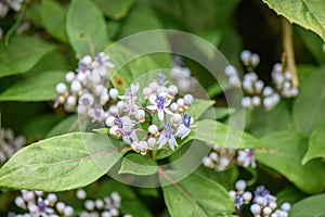 Evergreen Hydrangea, Dichroa versicolor, close-up of buds and flowers