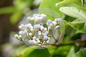 Evergreen Hydrangea, Dichroa versicolor, close-up buds photo